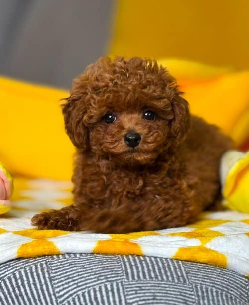 Sevgi Dolu Poodle’ımıza Yeni Bir Yuva Arıyoruz