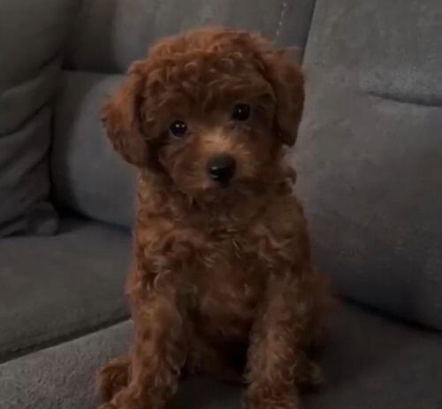 Onlar Bir Gercek Efsane Poodle Kardesler