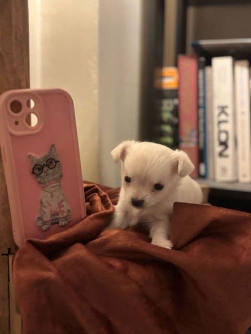 Fci Kif Scrli Show Class Chihuahua