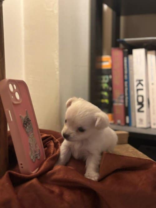 Fci Kif Scrli Show Class Chihuahua