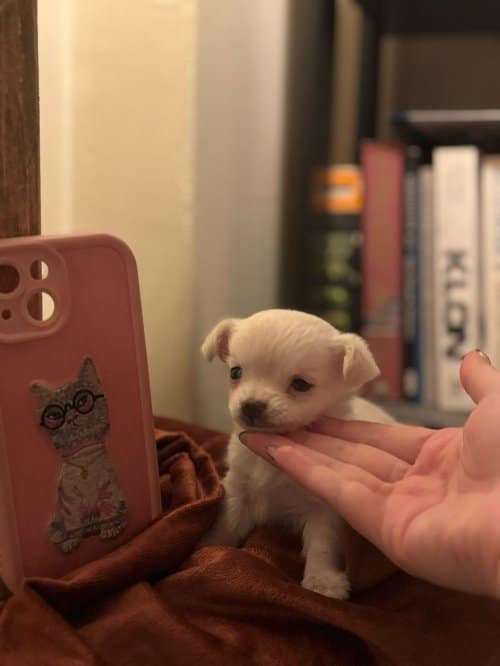 Fci Kif Scrli Show Class Chihuahua