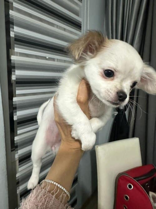 Chihuahua Toy Poodle Melezi Olan Safkan