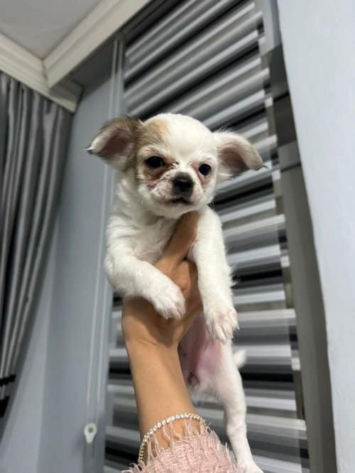 Chihuahua Toy Poodle Melezi Olan Safkan