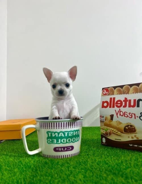Chihuahua Toy Poodle Melezi Olan Safkan