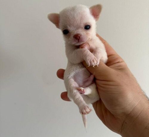 Corgi-Chihuahua Ücretsiz Sahiplendirme