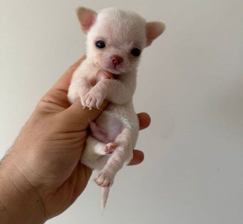 Corgi-Chihuahua Ücretsiz Sahiplendirme
