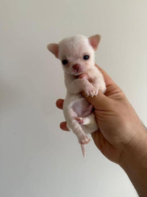 Chihuahua Toy Poodle Melezi Olan Safkan