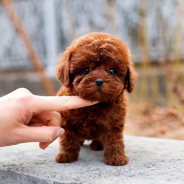 En Ozel Toy Poodle Bebeklerimiz