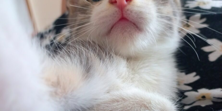 Yavru Tekir Kedi Sokaktan Kurtarıldı