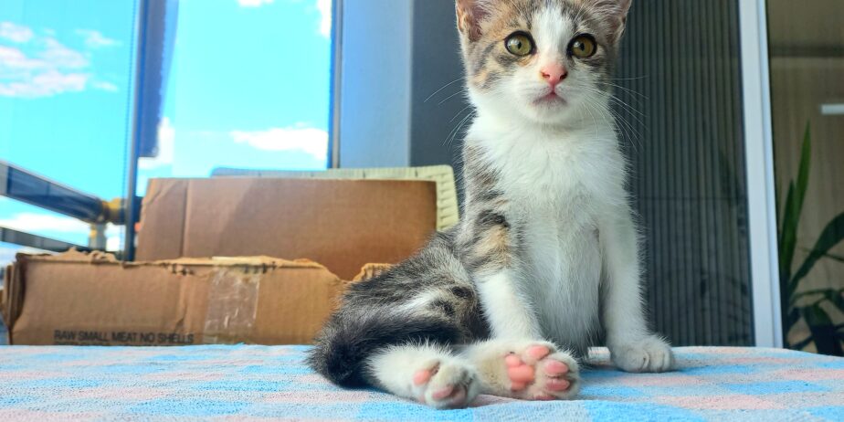 Yavru Tekir Kedi Sokaktan Kurtarıldı