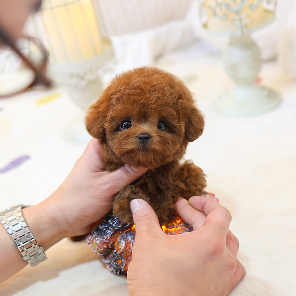 Ust Kalite Kore Kan Toy Poodle Bebisler