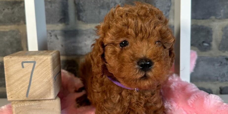 Deni̇zli̇ Merkez Tesli̇me Hazir Poodle Bebekler