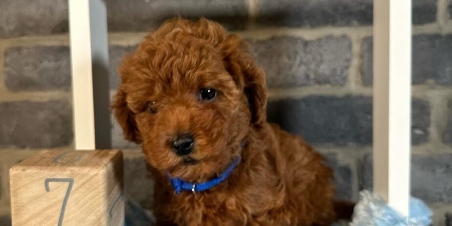 Deni̇zli̇ Merkez Tesli̇me Hazir Poodle Bebekler