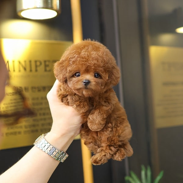 Ust Kalite Kore Kan Toy Poodle Bebisler