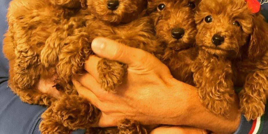 Deni̇zli̇ Merkez Tesli̇me Hazir Poodle Bebekler