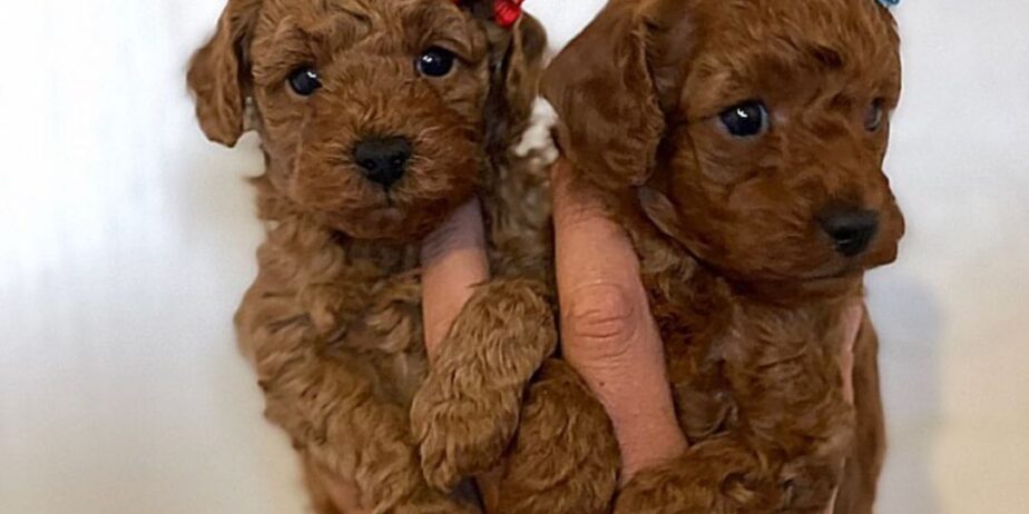 Deni̇zli̇ Merkez Tesli̇me Hazir Poodle Bebekler