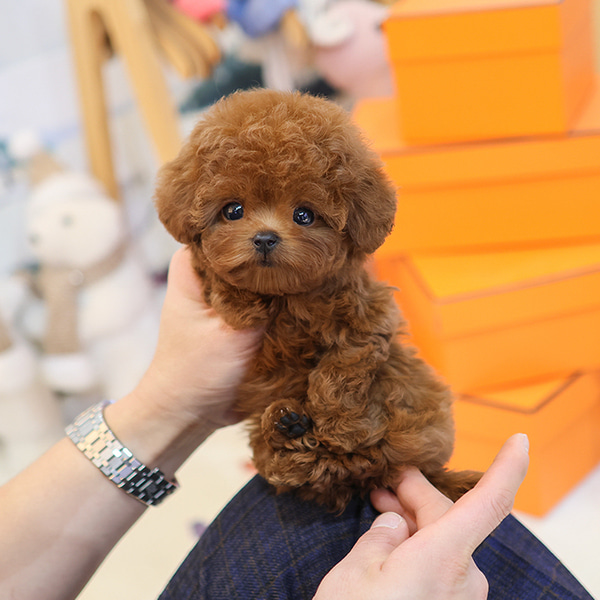 Ust Kalite Kore Kan Toy Poodle Bebisler Ust Kalite Kore Kan Toy Poodle Bebisler