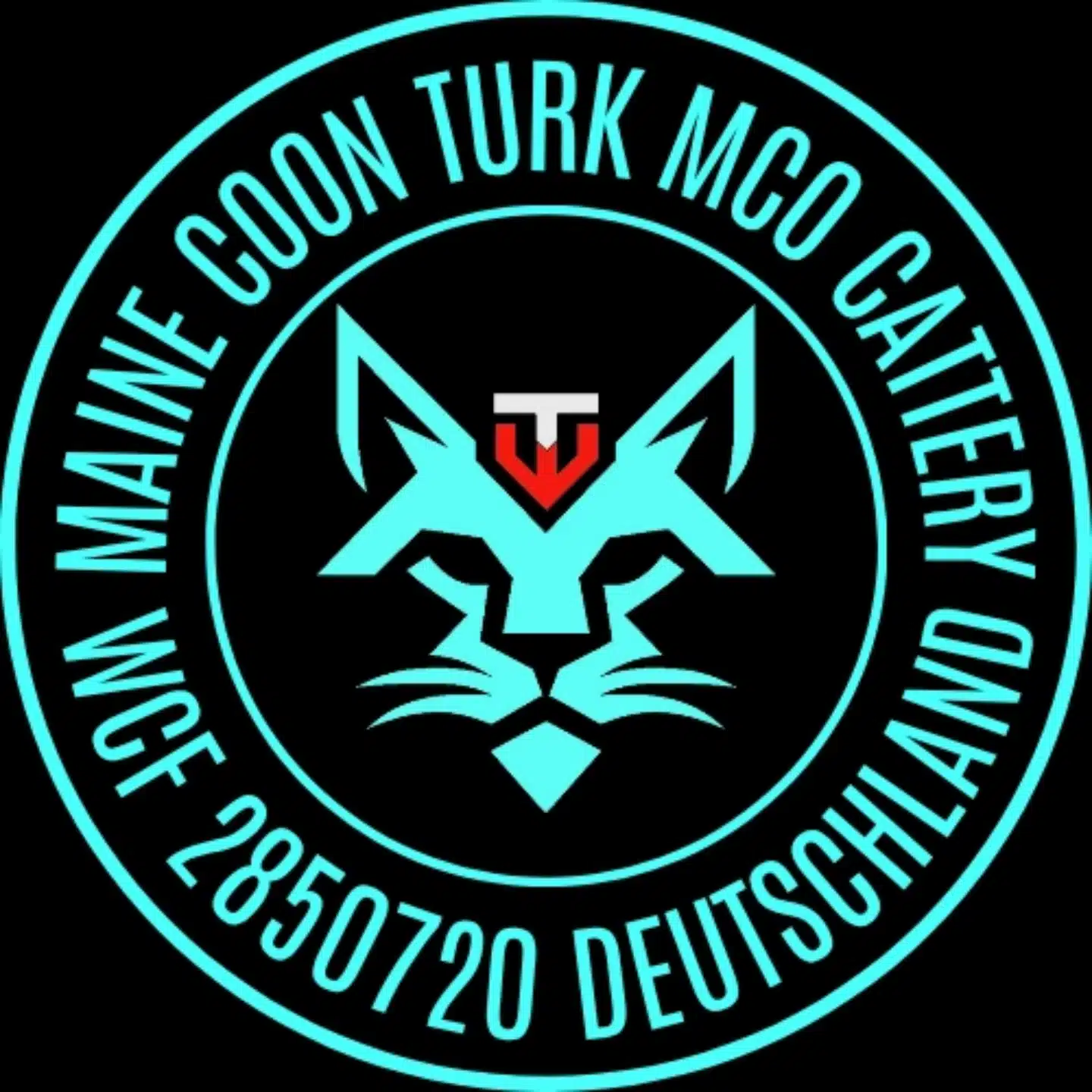 Maine Coon TURK