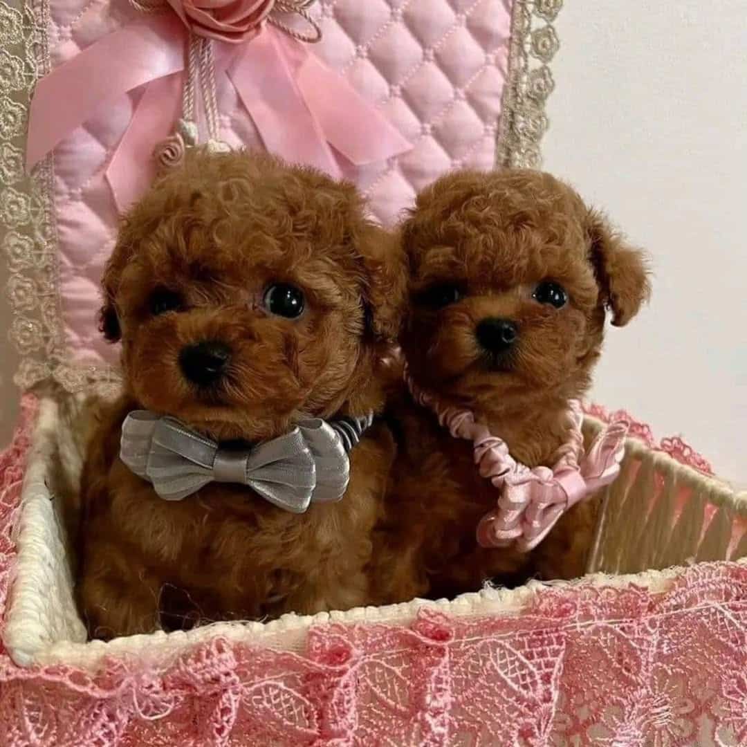 Sevimli Minik Erkek Dişi Poodle Bebekler