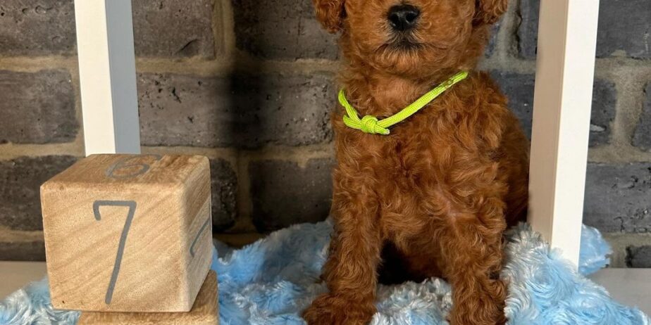 Deni̇zli̇ Merkez Tesli̇me Hazir Poodle Bebekler