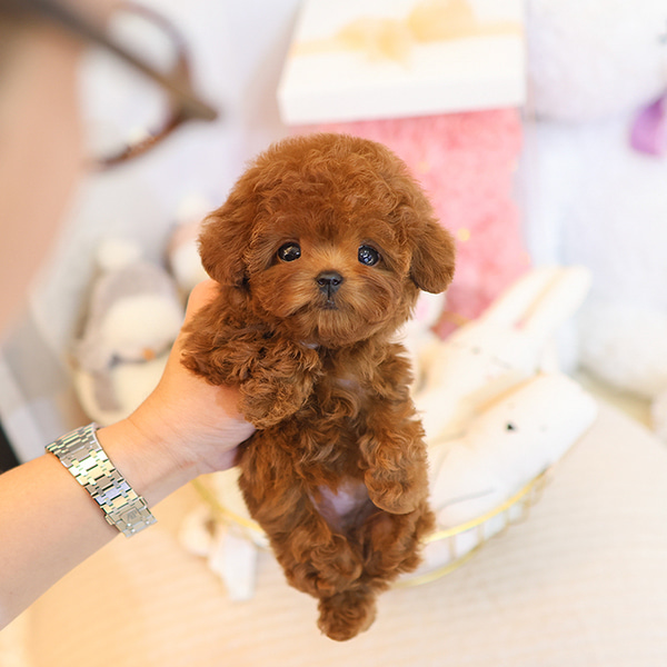 Ust Kalite Kore Kan Toy Poodle Bebisler