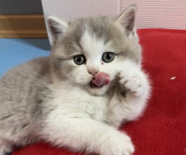 British Longhair Bicolor