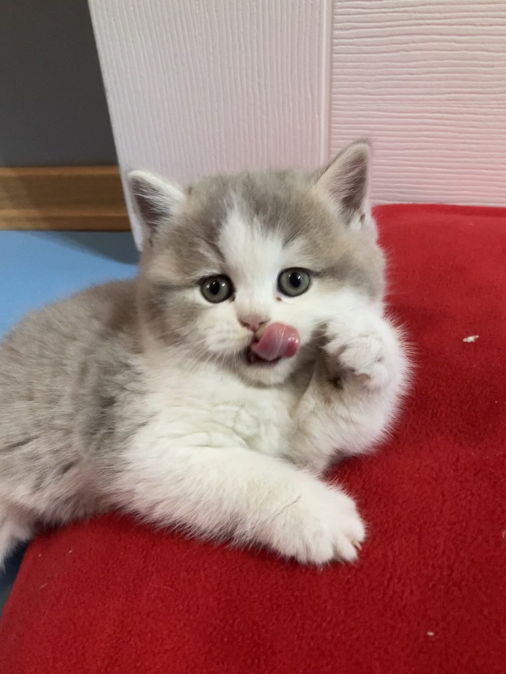 British Longhair Bicolor