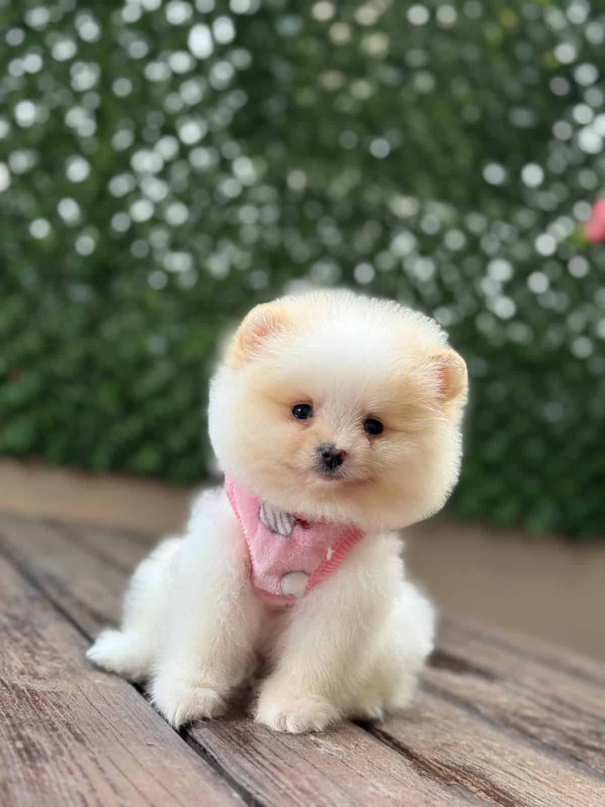 Barbie Bebek Pomerian