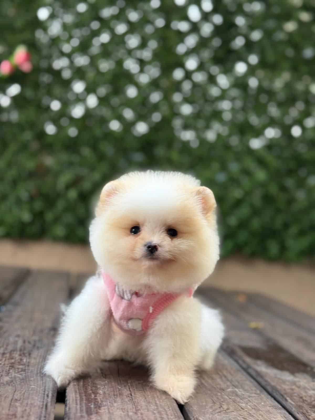 Barbie Bebek Pomerian