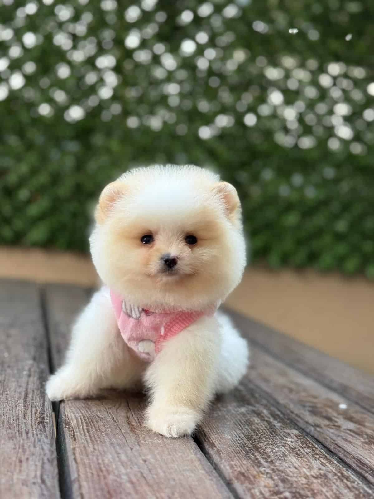 Barbie Bebek Pomerian