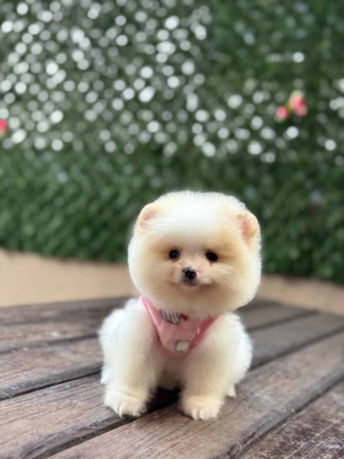 Barbie Bebek Pomerian