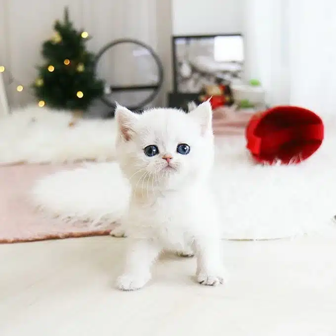 Show Kalite British Shorthairlar