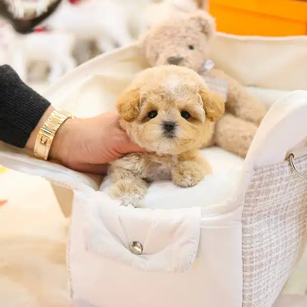 Ipeksi Kadife Tuy Yapili Toy Poodle Bebeklerim