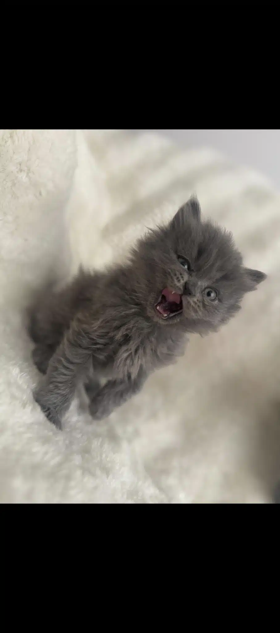 Erkek Longhaır Çaki Yavrum