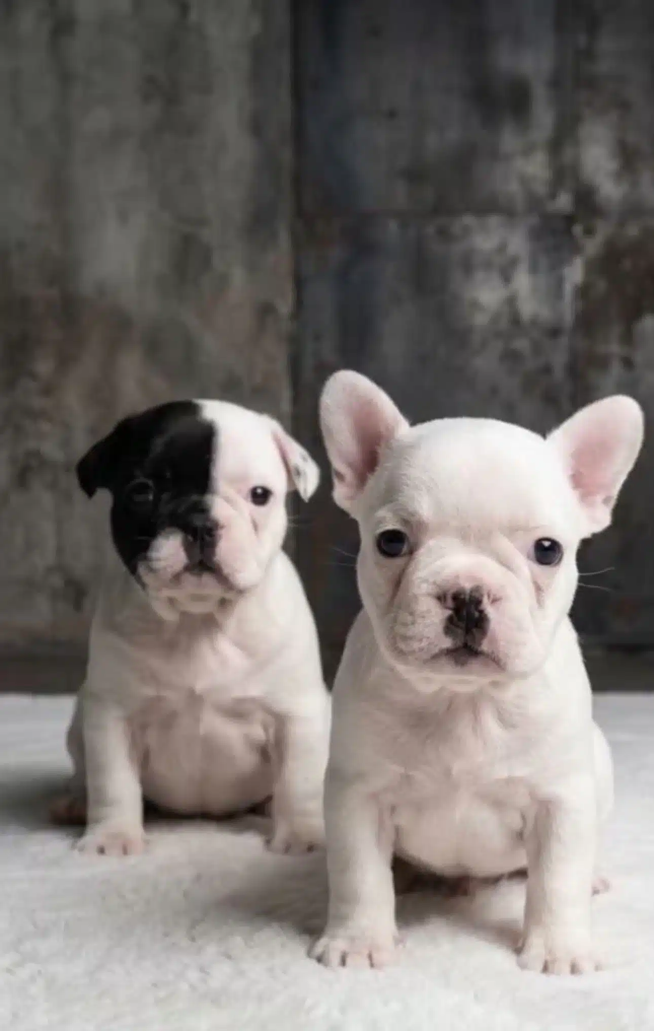 Beyaz Dişi Yavrumuz