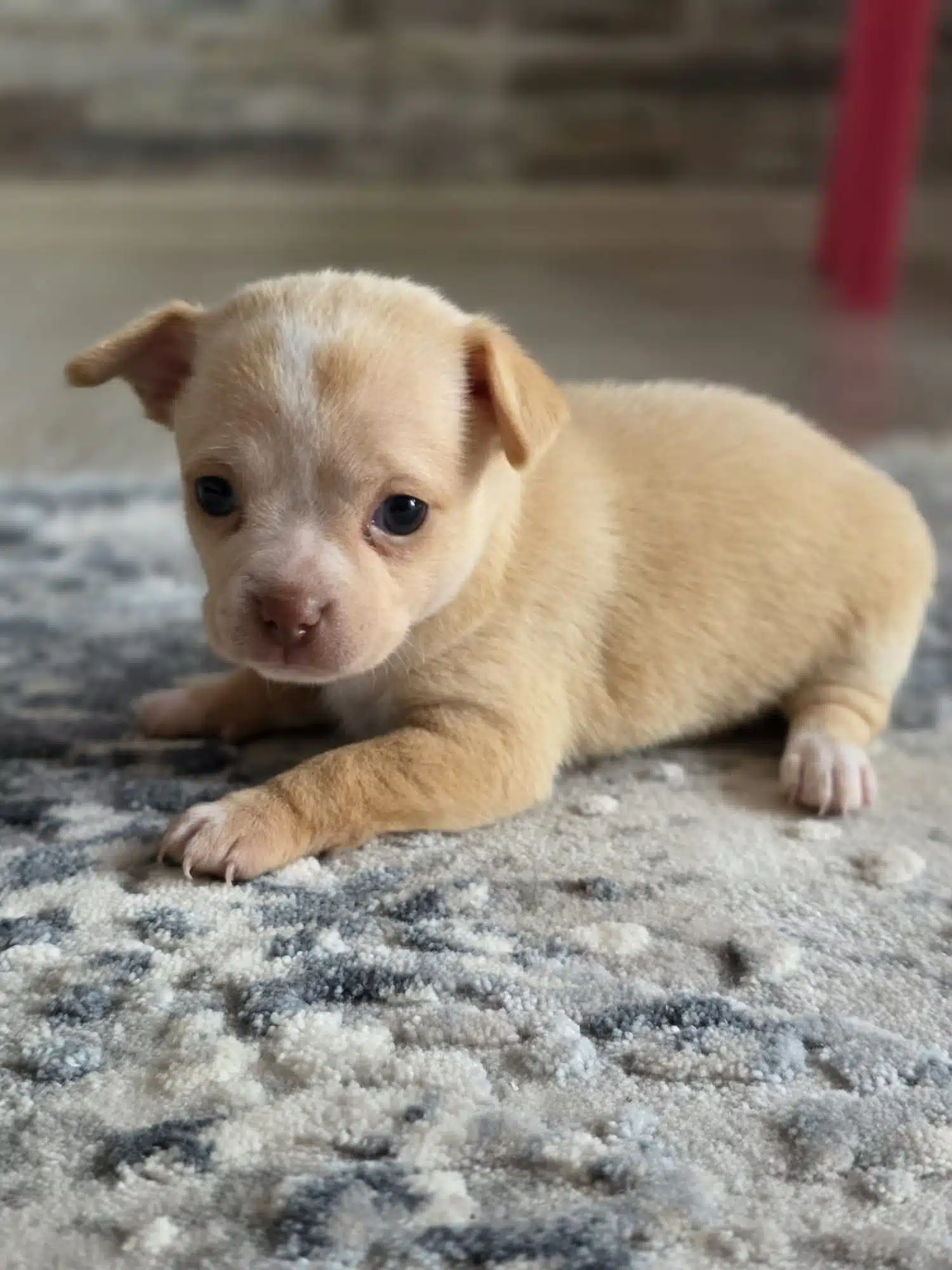 Safkan Chihuahua Bebekler