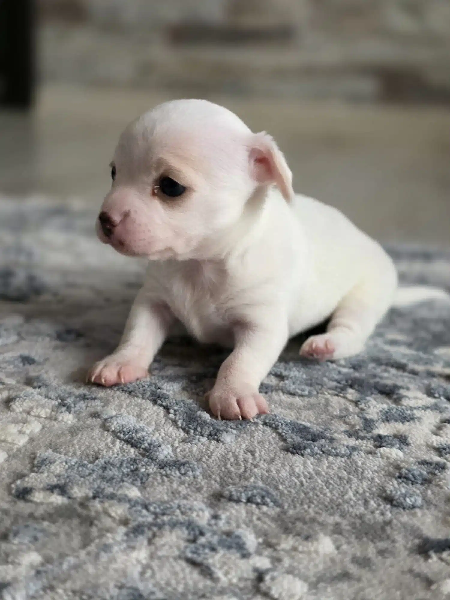 Safkan Chihuahua Bebekler