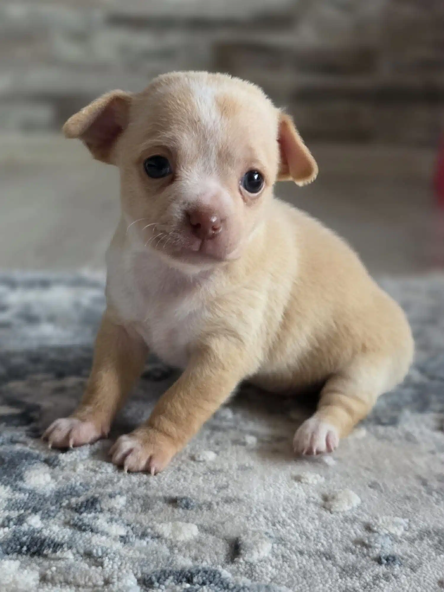 Safkan Chihuahua Bebekler