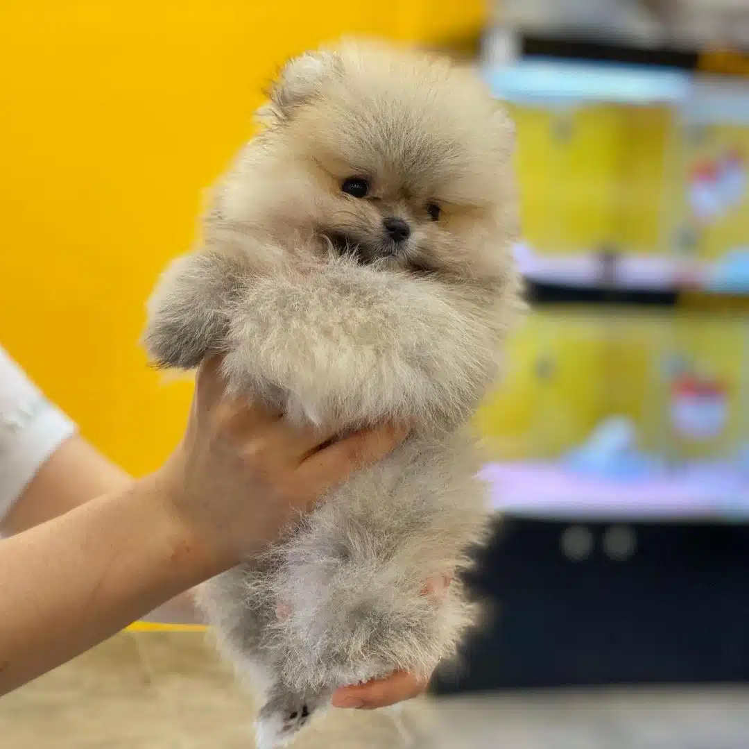 Teddy Bear Pomeranian Yavruları