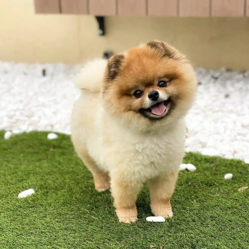 Ayı Surat Pomeranian Boo Yavruları