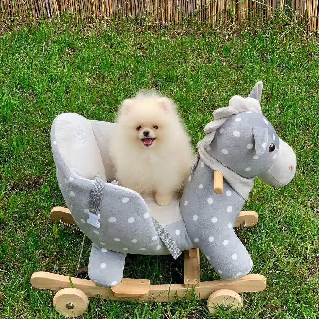 Özel Pomeranian Boo Yavruları