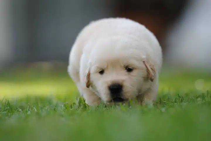 Golden Retriever Yavruları