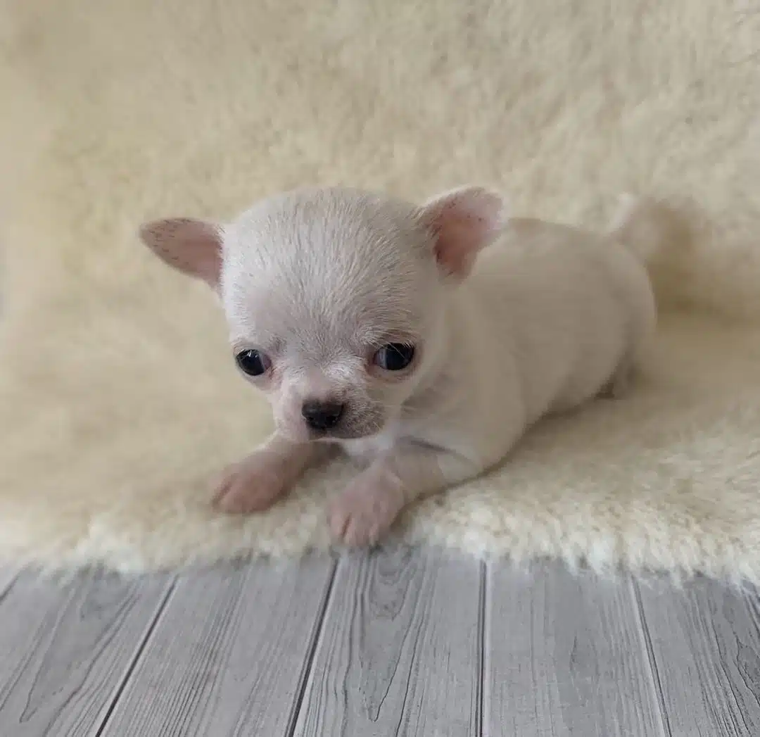 Tea Cup Elma Kafa Chihuahua Yavruları