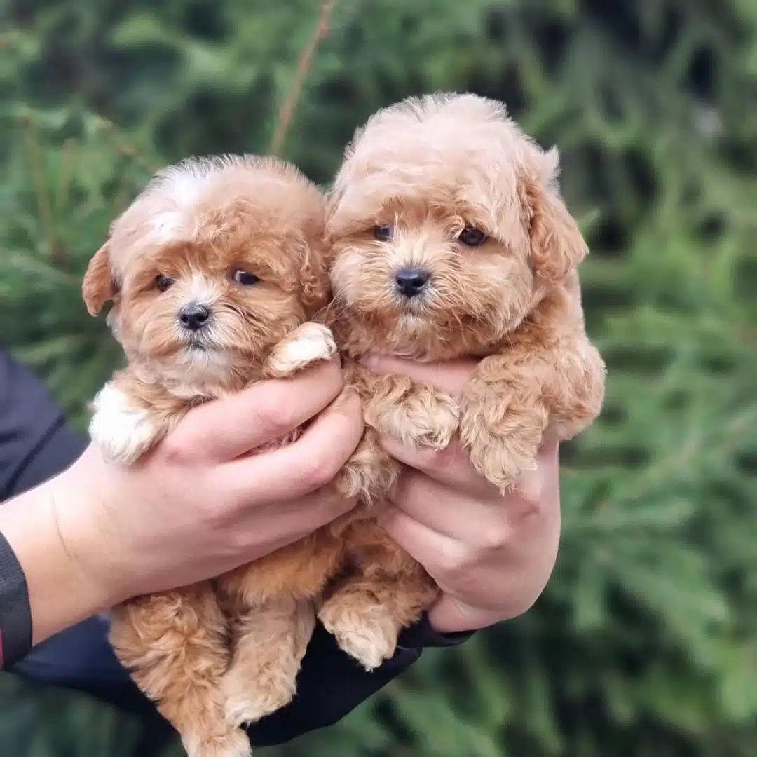 F2 Maltipoo Yavrulari
