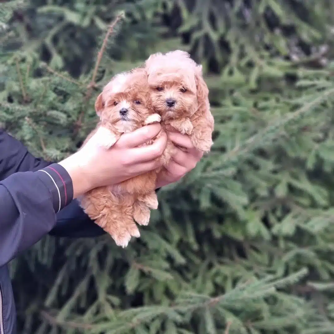 F2 Maltipoo Yavrulari