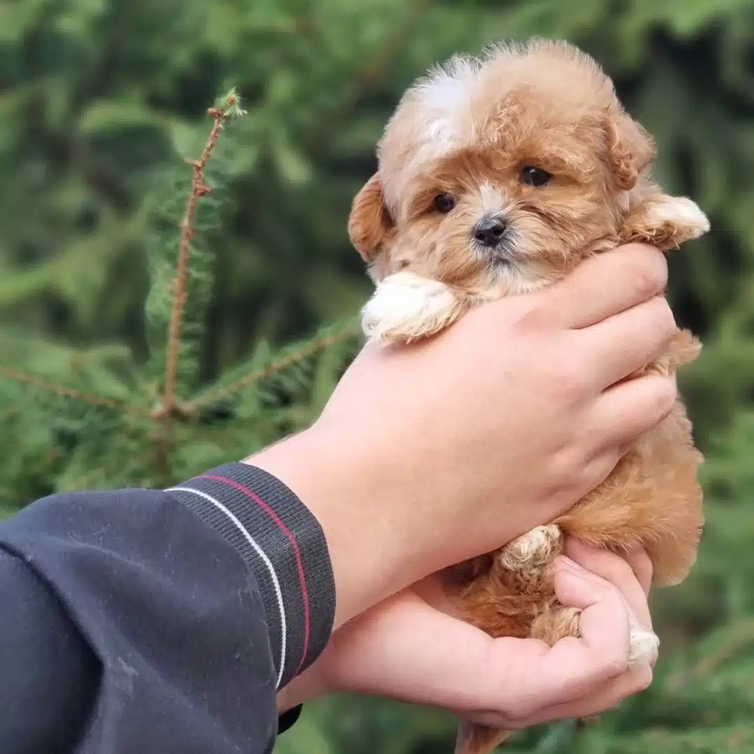 F2 Maltipoo Yavrulari