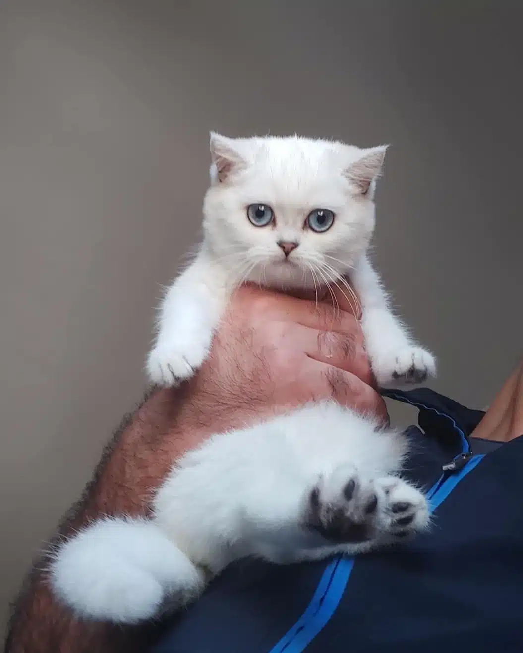 Tatli British Shorthair Yavruları