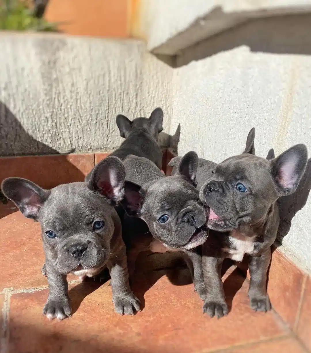 French Bulldog Yavruları
