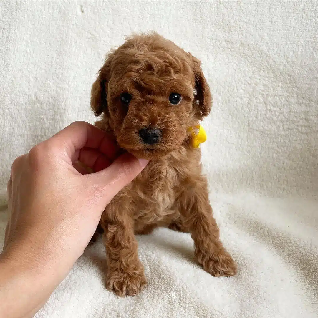 Toy Poodle Yavruları