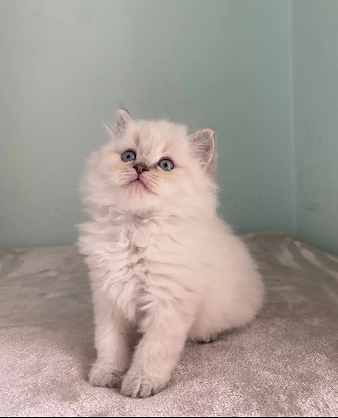 Brıtısh Longhaır Ve Scotish Fold